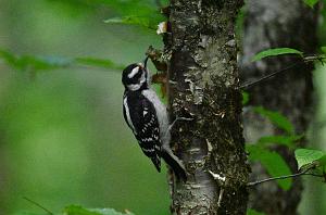 2025-07229817 Wachusett Meadow, MA